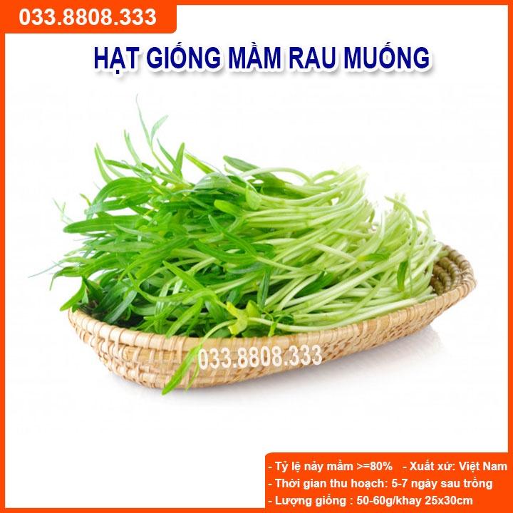 Hạt Giống Rau Mầm Rau Muống 50gram - Hạt Giống Rau Trồng Tại Nhà
