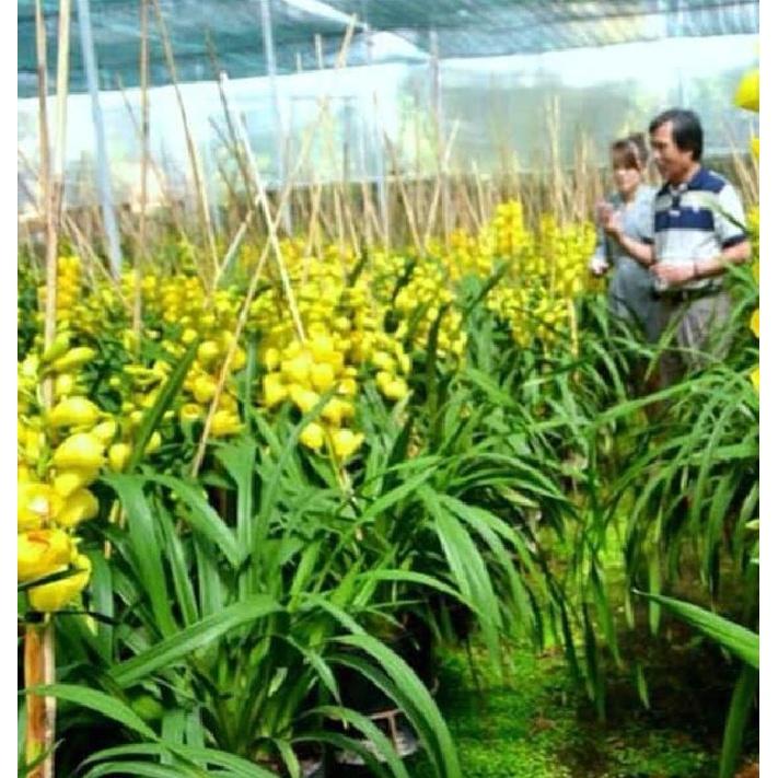 Củ giống hoa địa lan santo hoa màu vàng - 1 củ