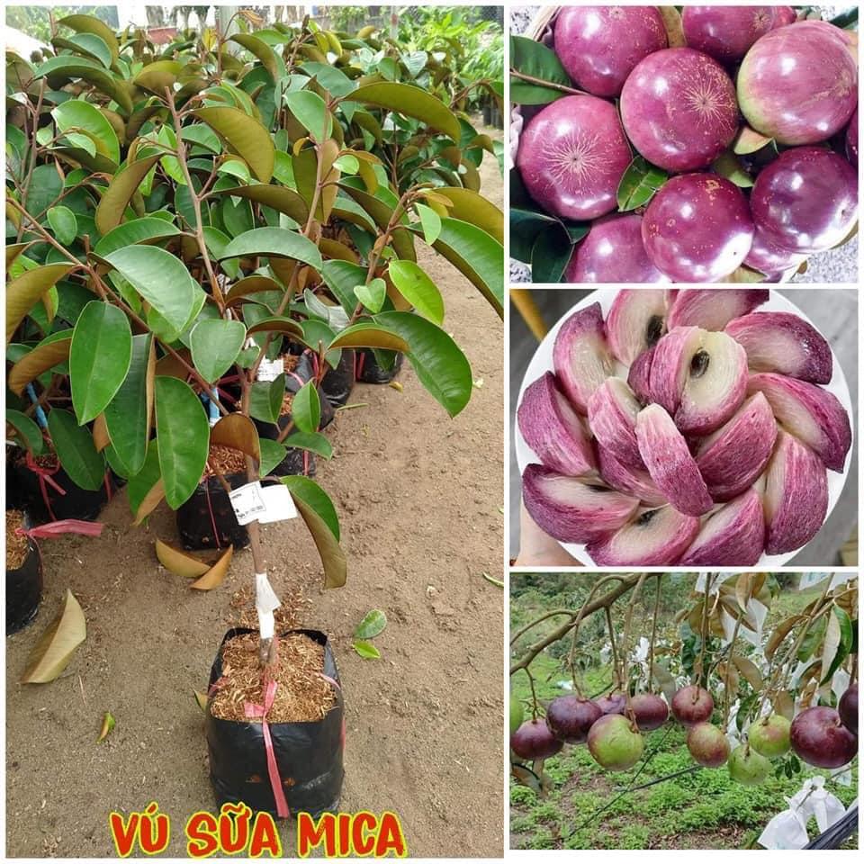 Cây giống Vú Sữa MIKA TÍM  trồng CHẬU .