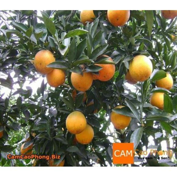 2 Cây Giống cam v2