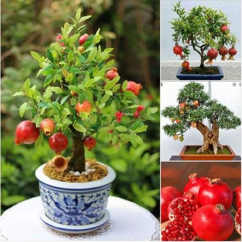 Hạt Giống Cây Lựu Bonsai - Gói 5 hạt
