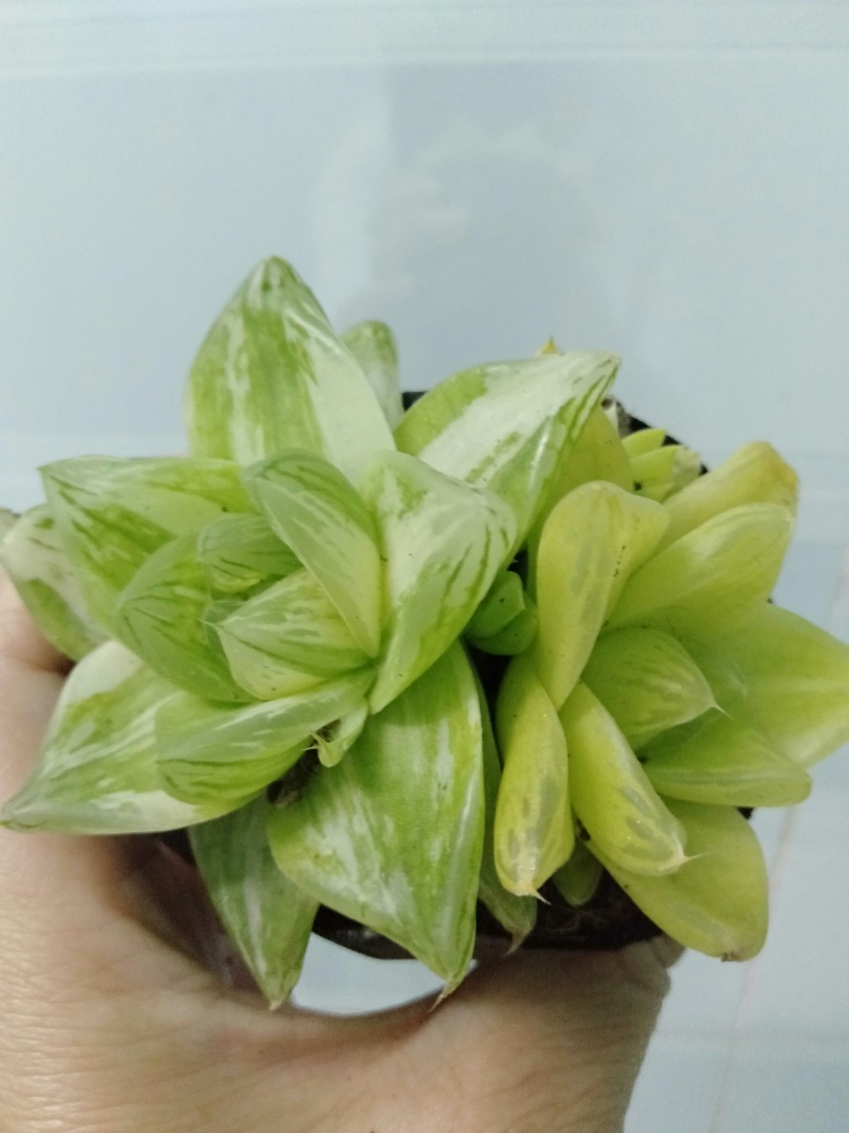Sen đá combo 5 cây siêu đẹp