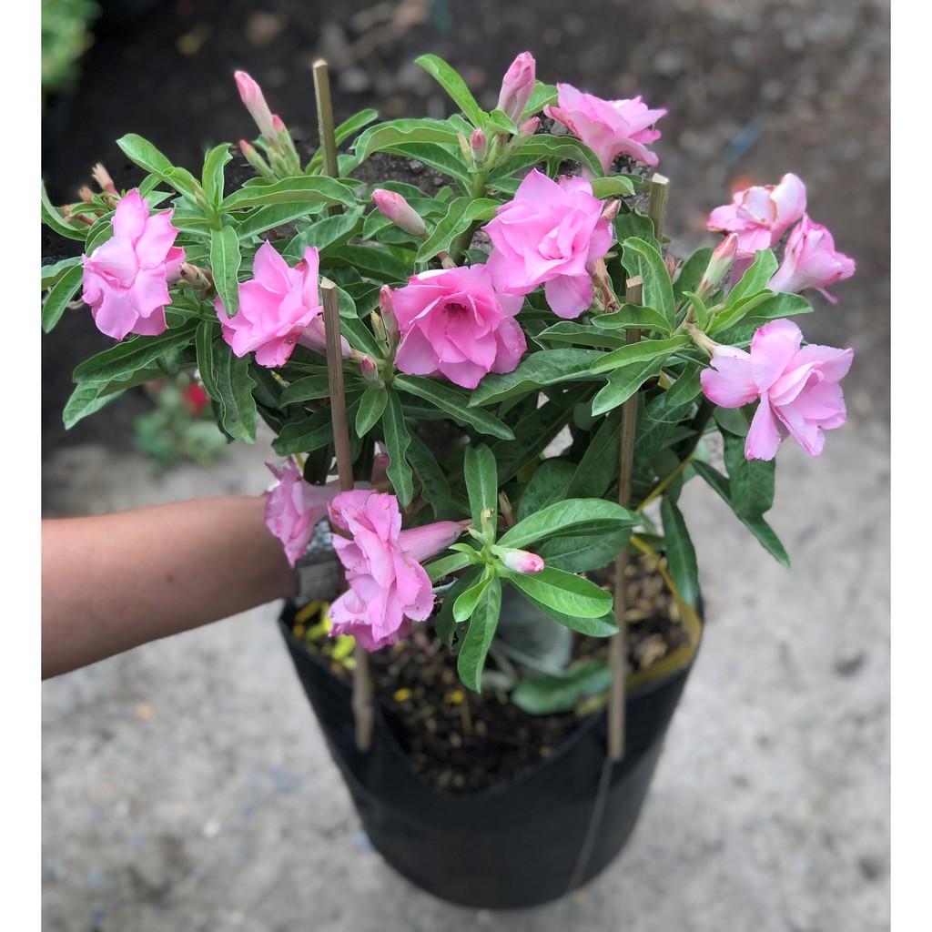 Chậu sứ Ánh Dương gốc to nhiều hoa