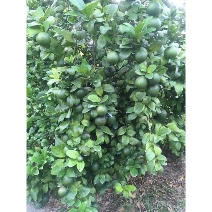 Cây giống Chanh Cao Sản