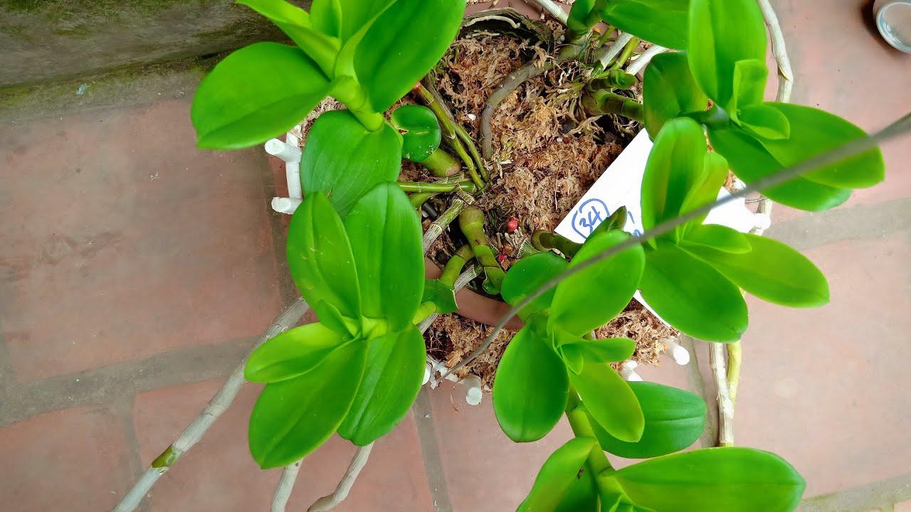 Phi điệp lá mít, phi điệp lá mít bản lá nhựa, phi điệp vương giả cây đẹp