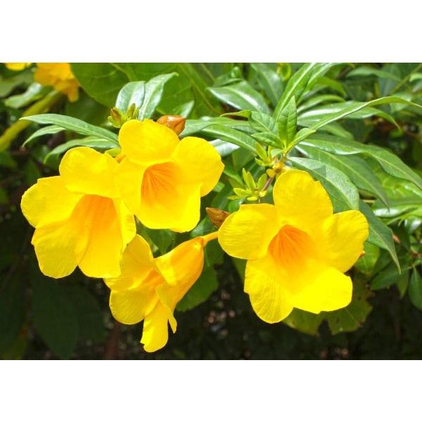 Cây giống hoa khuyên vàng lá nhỏ