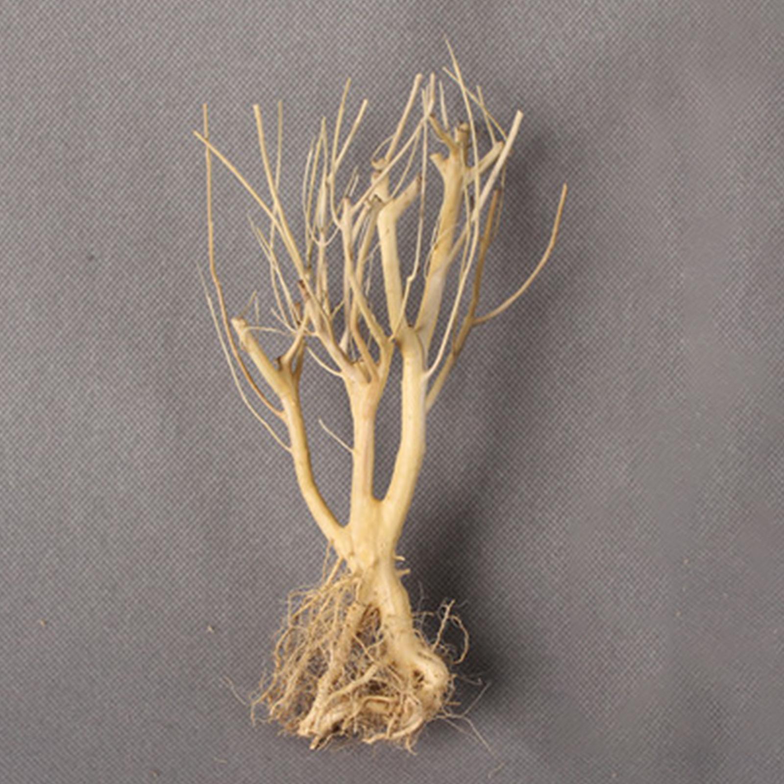 Aquatic  Aquarium Driftwood  Trunk Tree Branch Terrarium Decor