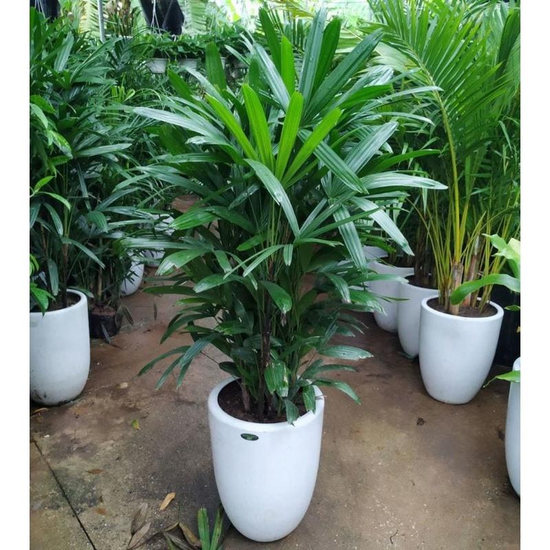 Cây trúc mây - 1 bụi