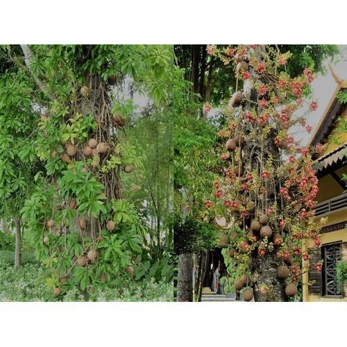 CÂY SALA GIỐNG - CGCSLKLSD