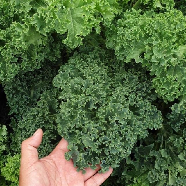 Hạt Giống Cải Kale - Rau Cải Ngon Dễ Trồng