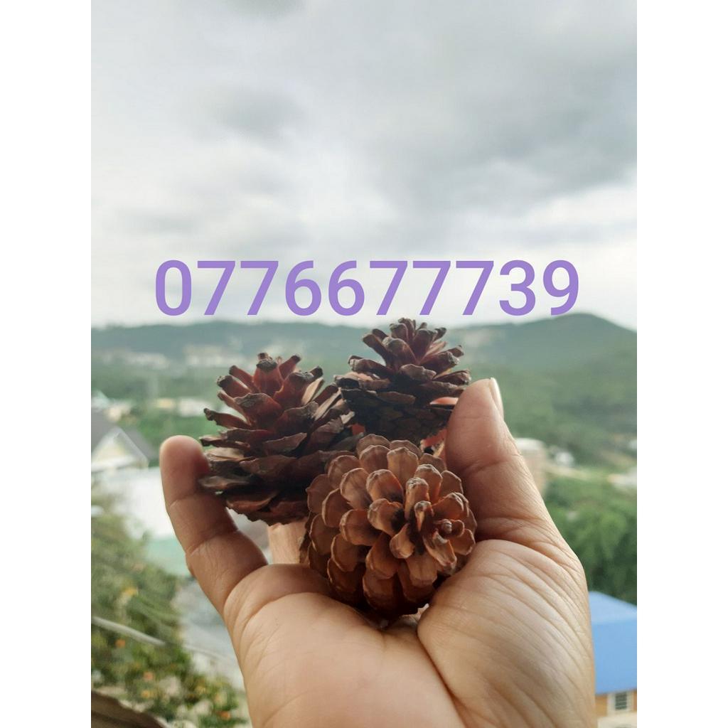 100 Quả thông khô trang trí, trái thông khô bán lẻ