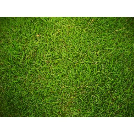 Hạt Giống Cỏ Nhung Nhật - gói 200g