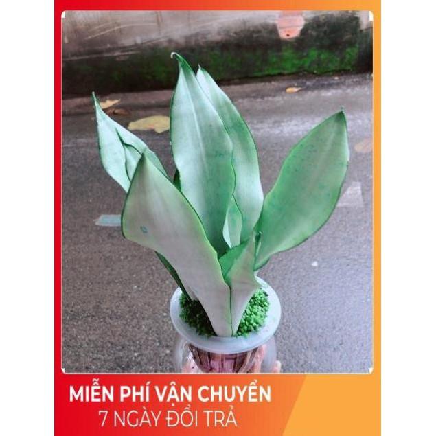 Chậu Lưỡi Hổ Bạc Thuỷ Sinh