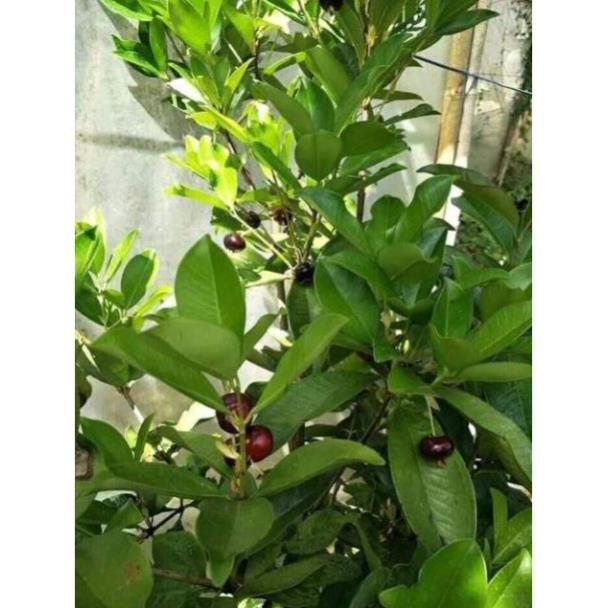 Sản phẩm CÂY GIỐNG CHERRY BRAZIL