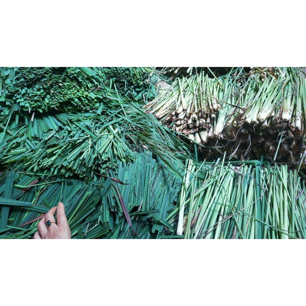SỐC- Lá Xông Giải Cảm Tăng Sức Đề Kháng Chuẩn Tự Nhiên 981