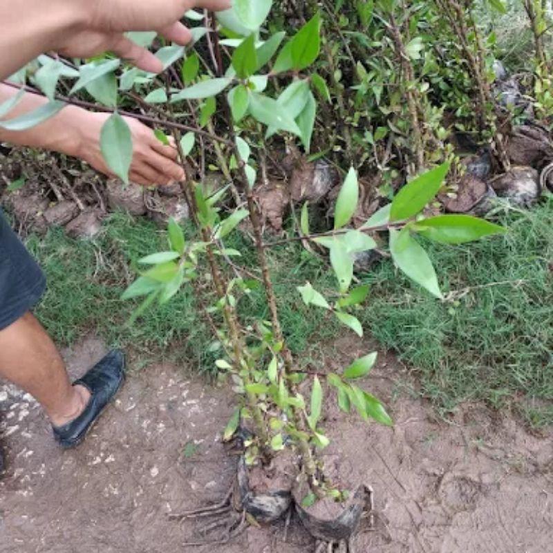 Bần Chua Giống 50cm