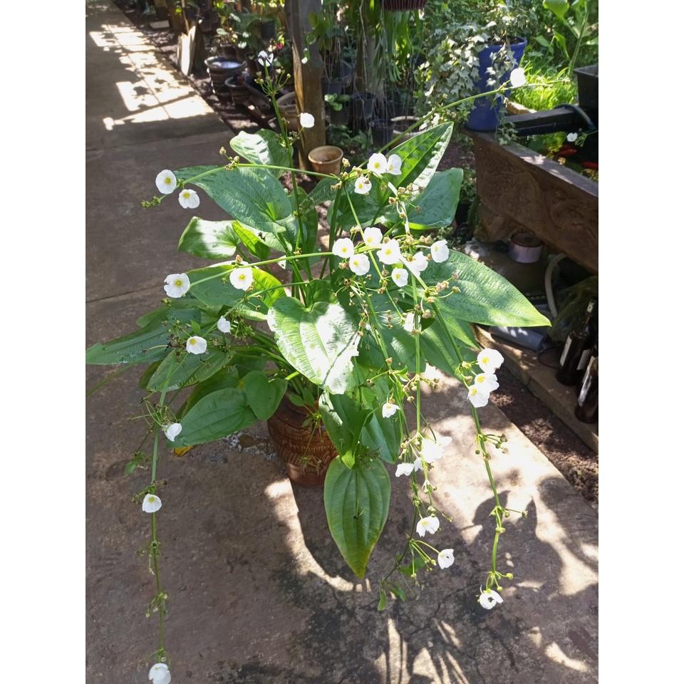 Chậu bách thủy tiên 4-5 thân 20-30cm