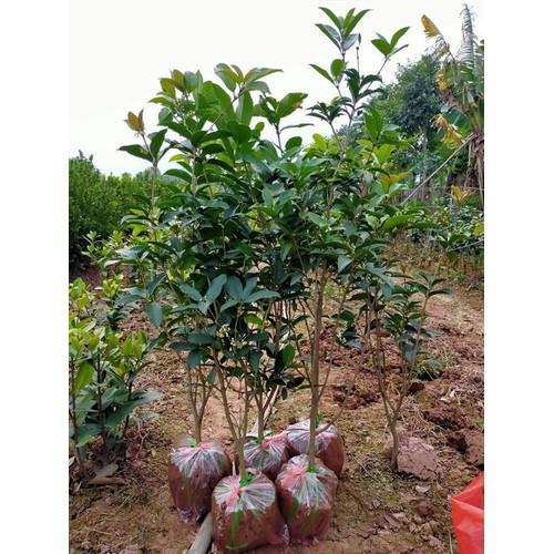Cây hoa mộc hương cao trên 1m
