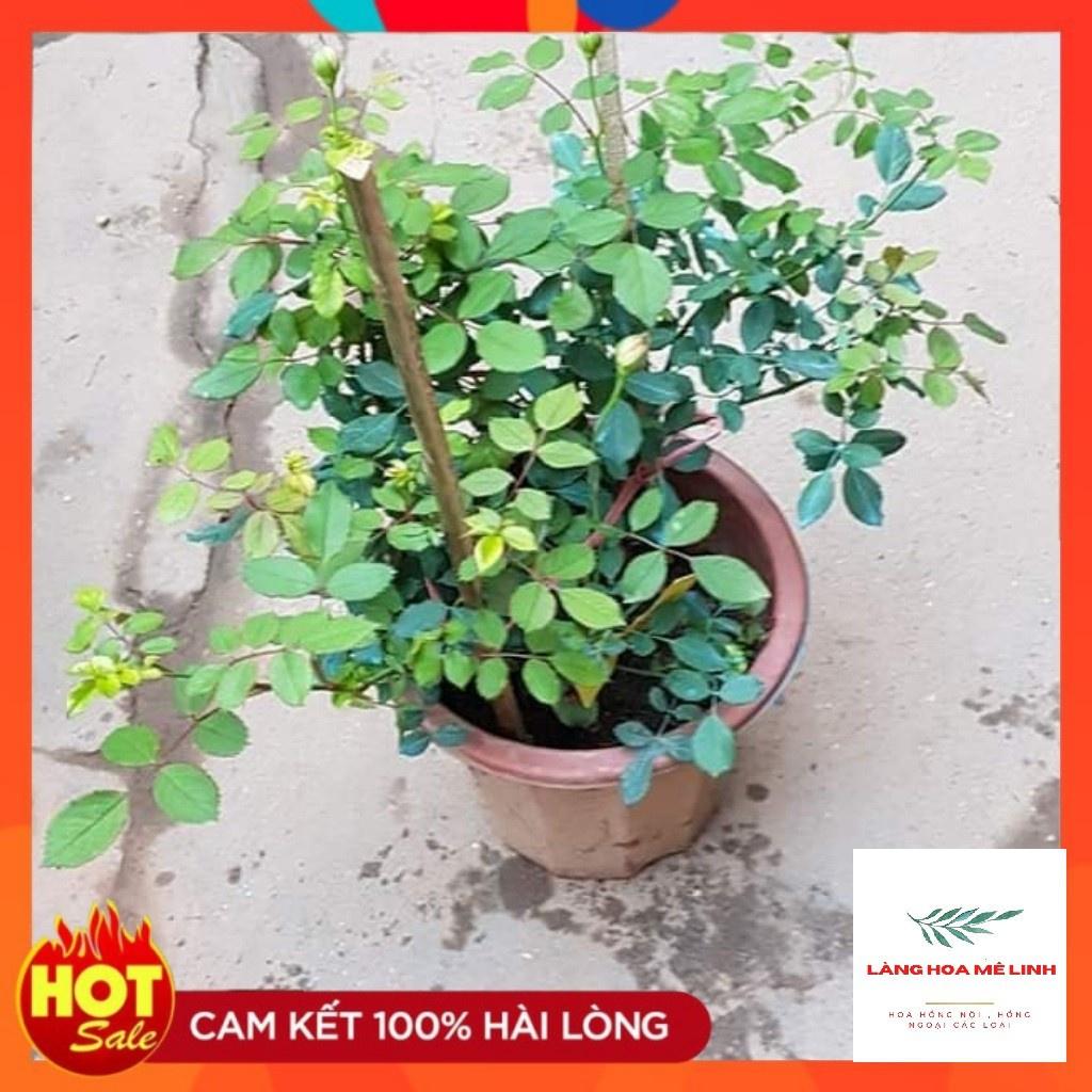 Cây Hoa hồng ngoại Jubilee Celebration rose – Bông lớn – Hương thơm đậm