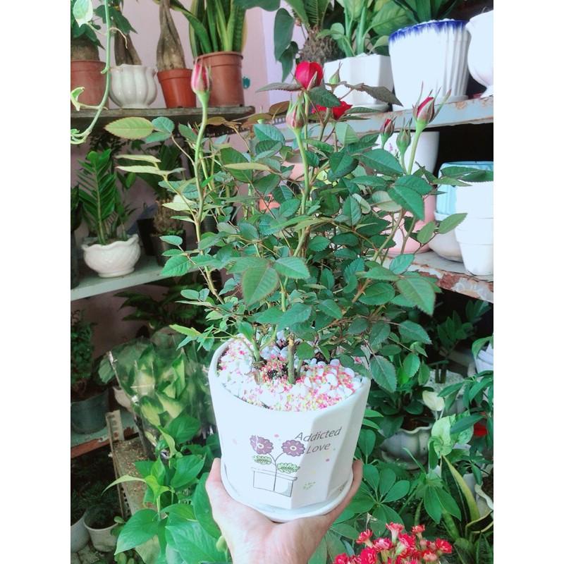 Chậu Hoa Hồng Đỏ