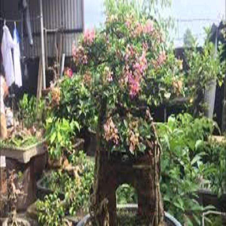 CHẬU CÂY Hồng ngọc mai bonsai , CHẬU CÂY LỚN