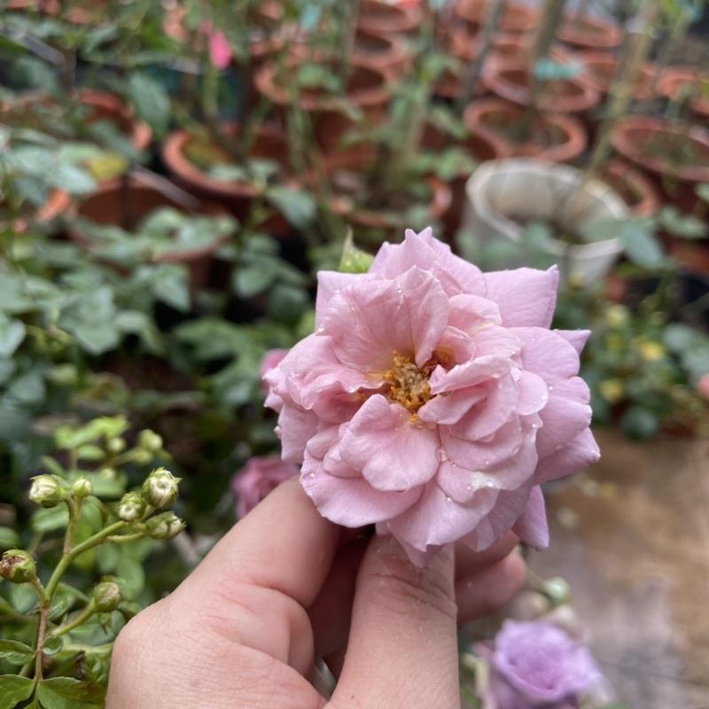 Hoa Hồng utsasime thân gỗ dáng tree cực đẹp