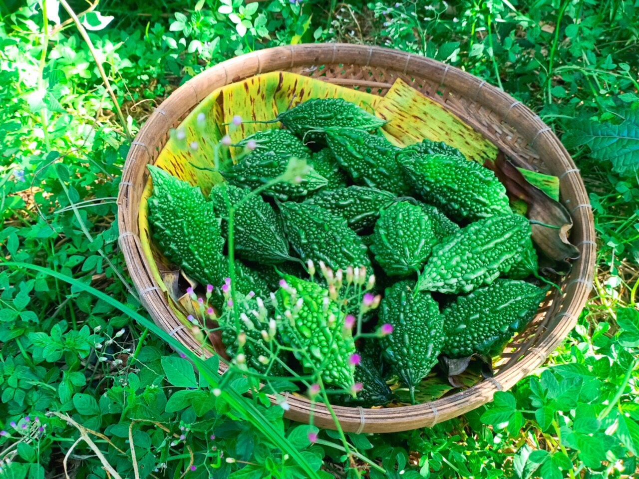 Hạt Giống Khổ qua rừng 52