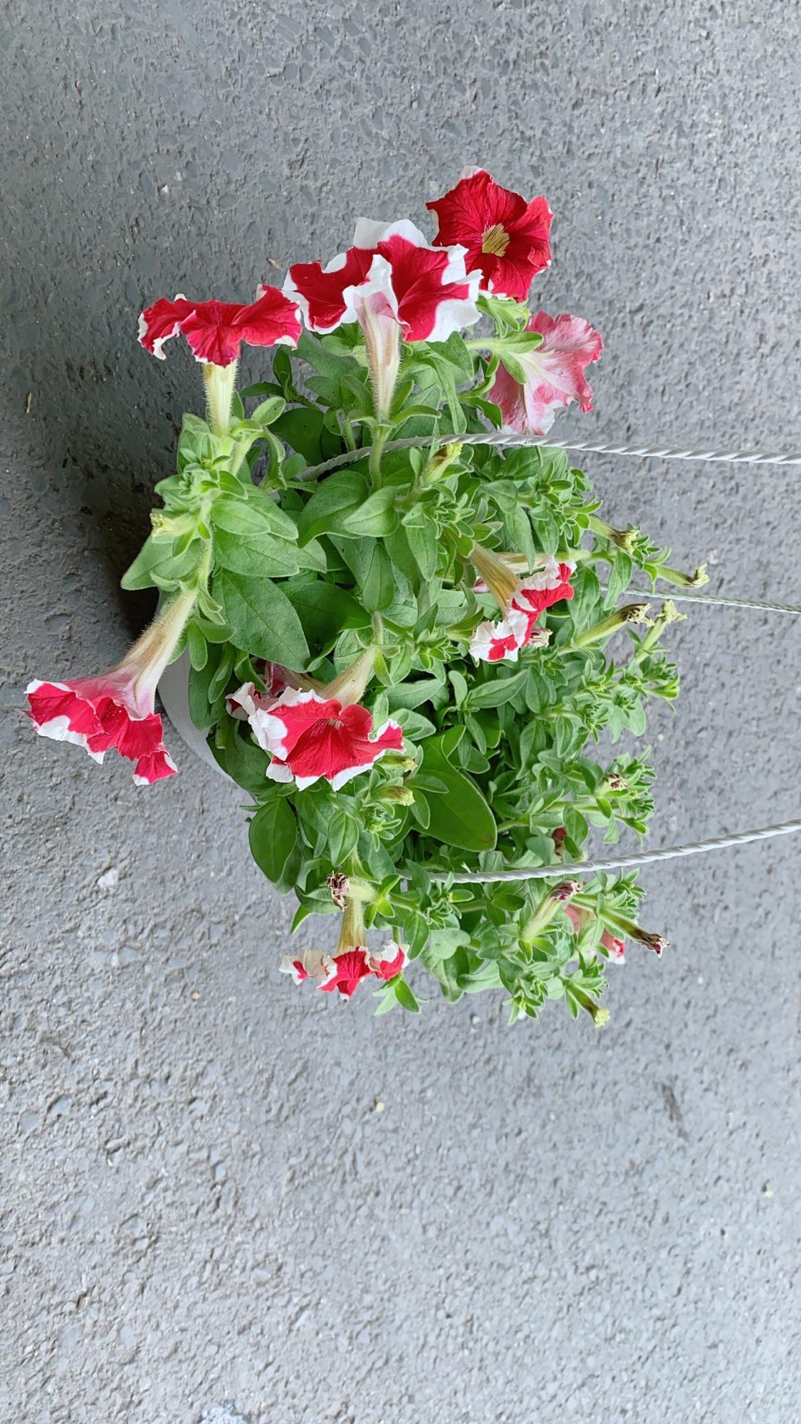 Chậu Hoa Dạ Yến Thảo