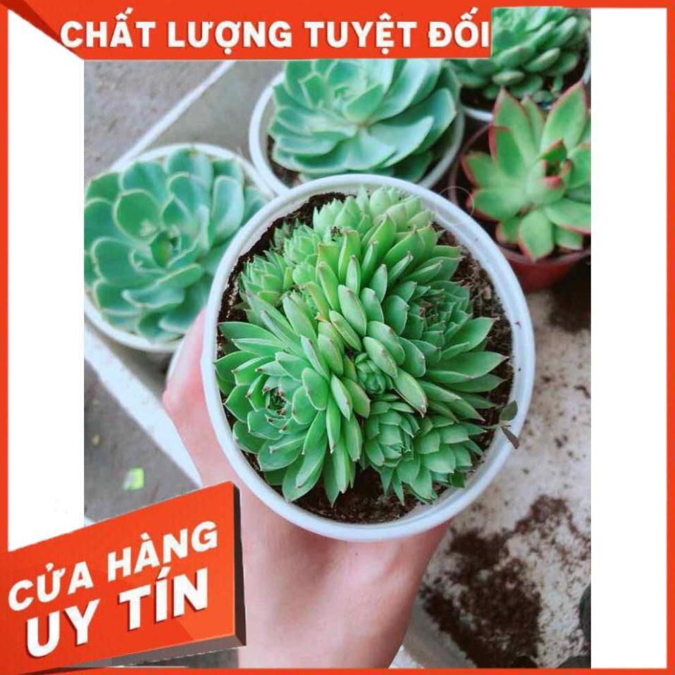 Sen đá phật bà Nhiều Người Mua