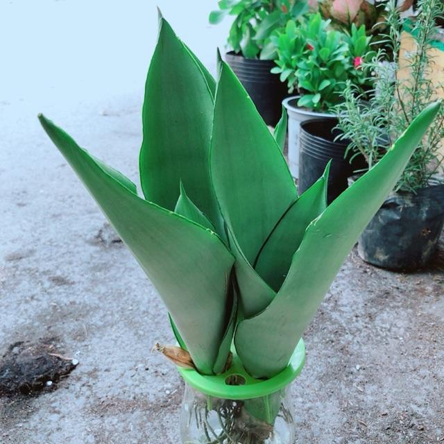 Chậu Lưỡi Hổ Thuỷ Sinh