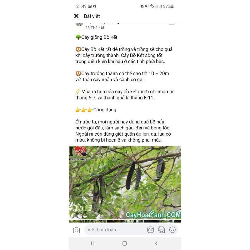 Cây giống bồ kết kết