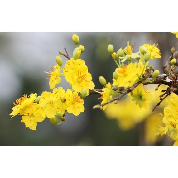 CÂY GIỐNG MAI ĐẠI LỘC