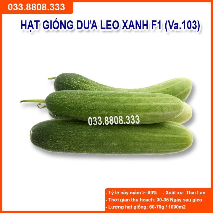Hạt giống Dưa Leo Xanh F1 Chịu Nhiệt 1gram - Dưa Trồng Quanh Năm