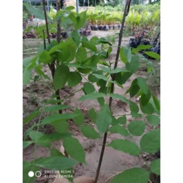 Sản phẩm HOA TỬ ĐẰNG ĐẸP LUNG LINH