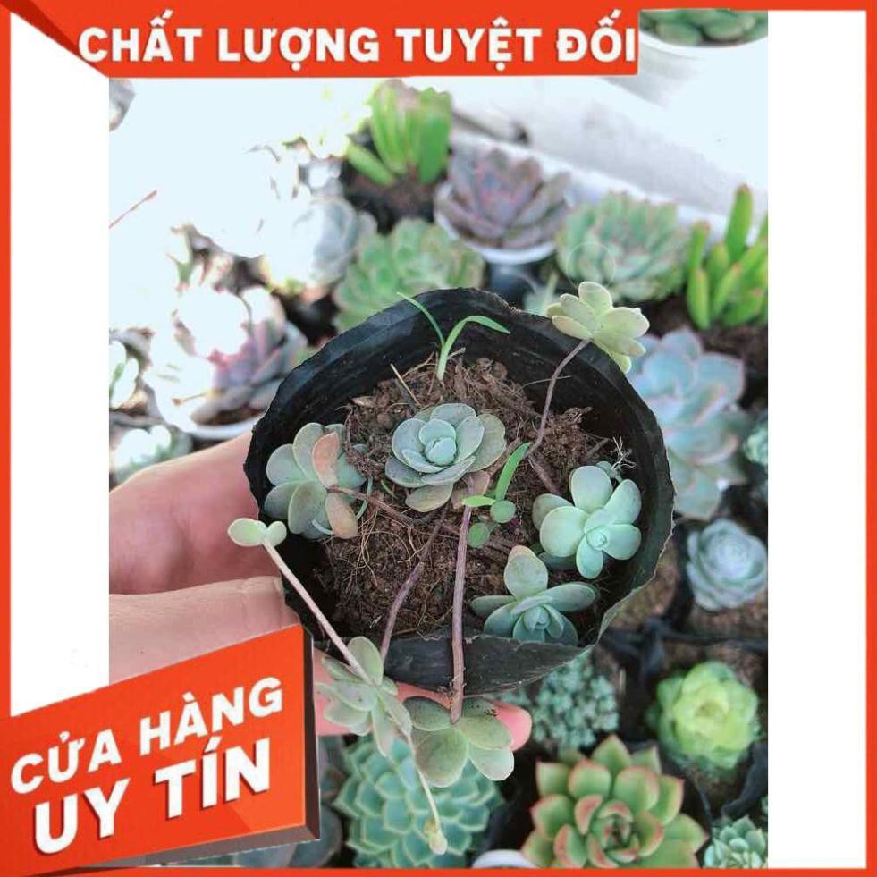 Combo 10 cây sen đá Nhiều Người Mua