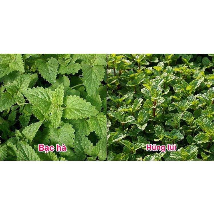 RAU HÚNG LỦI, RAU BẠC HÀ - BẦU CÂY GIỐNG