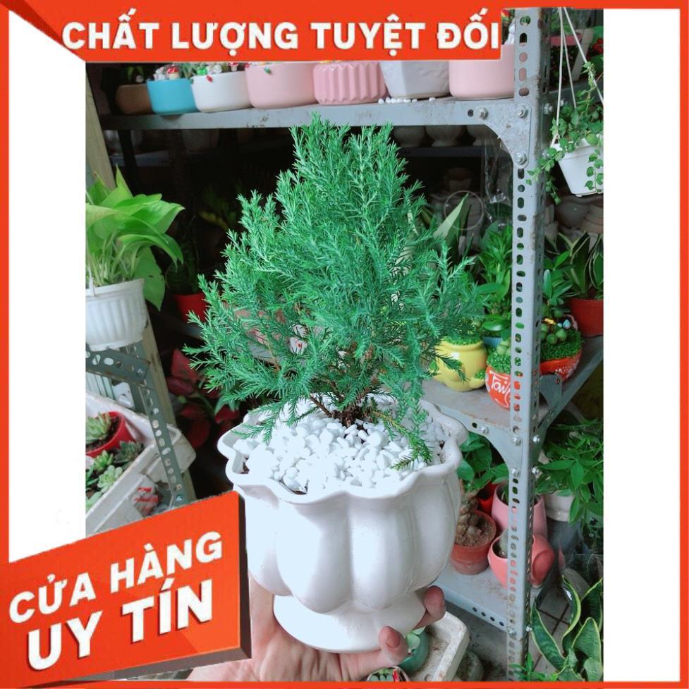 Cây Tùng Bồng Lai Chậu Sứ
