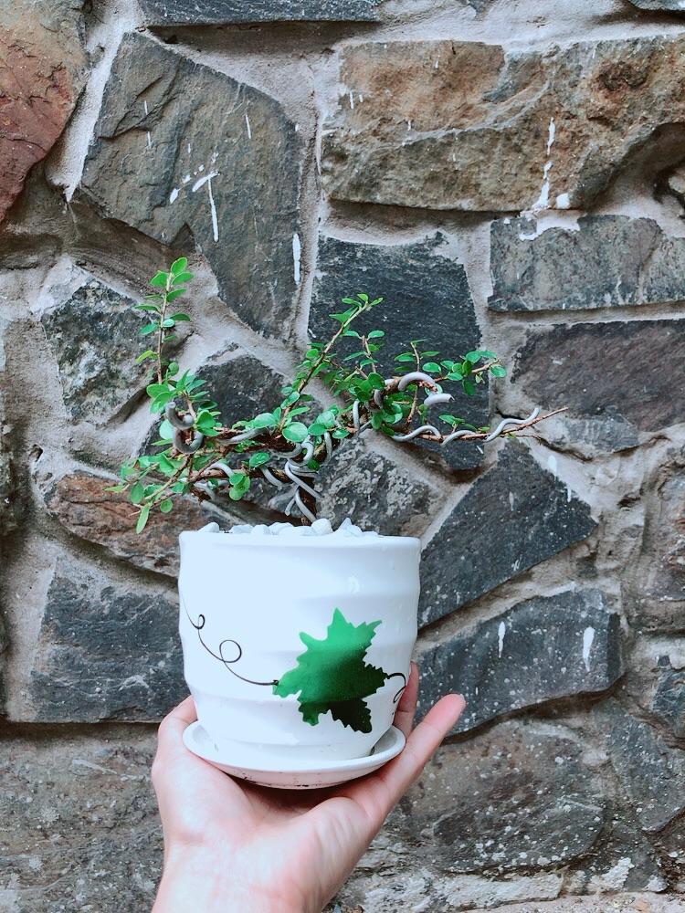 Chậu Cây Sam Núi