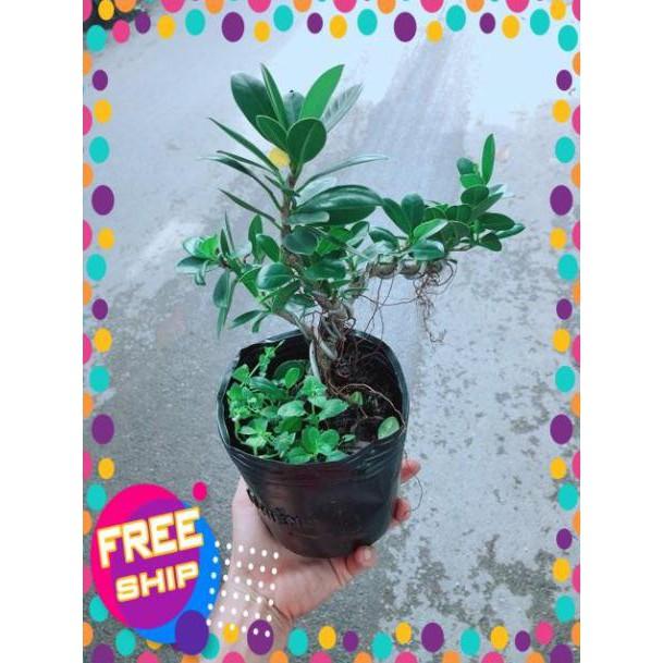 Cây Da Nhật Bonsai