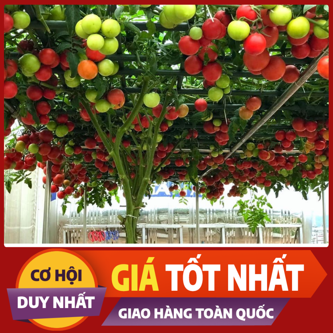 Cà Chua Bạch Tuộc ( Cà chua leo giàn) 10 hạt