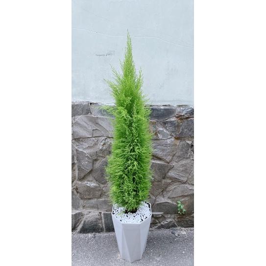 Tùng Thơm Kèm Chậu Sứ Lớn