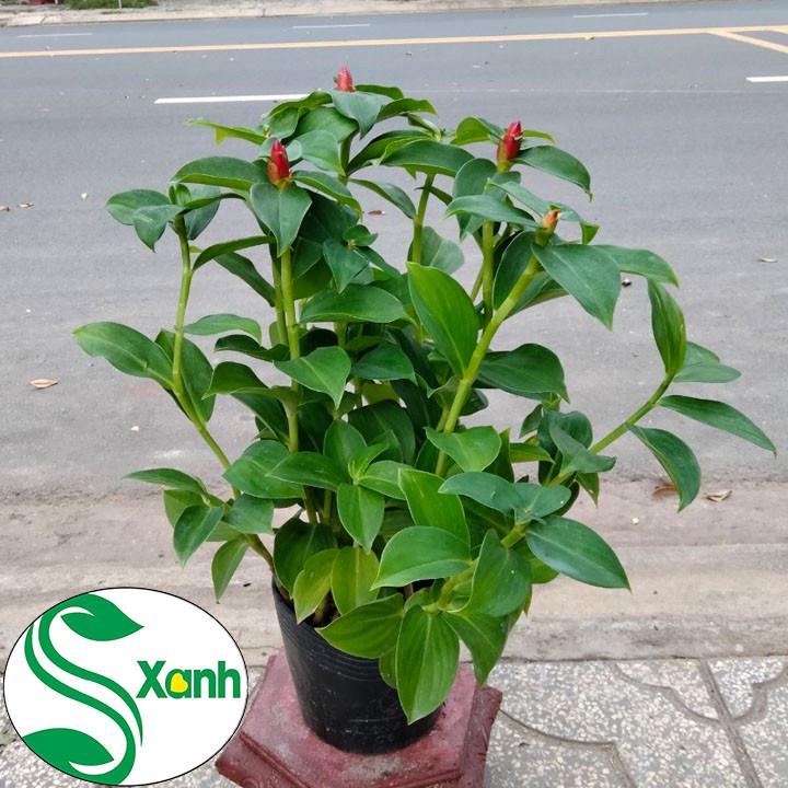 Cây Hoa Phúc Lộc Thọ