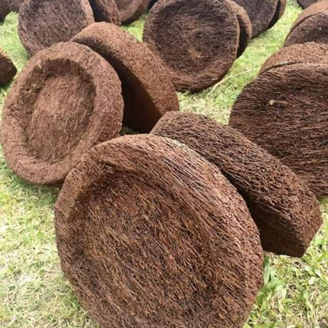 Dớn dĩa ghép Lan kích thước 20cm