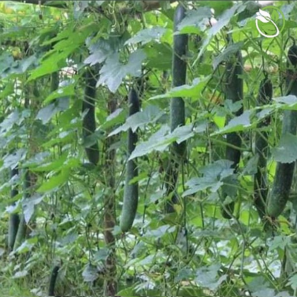 Hạt giống bí sặt PN 679