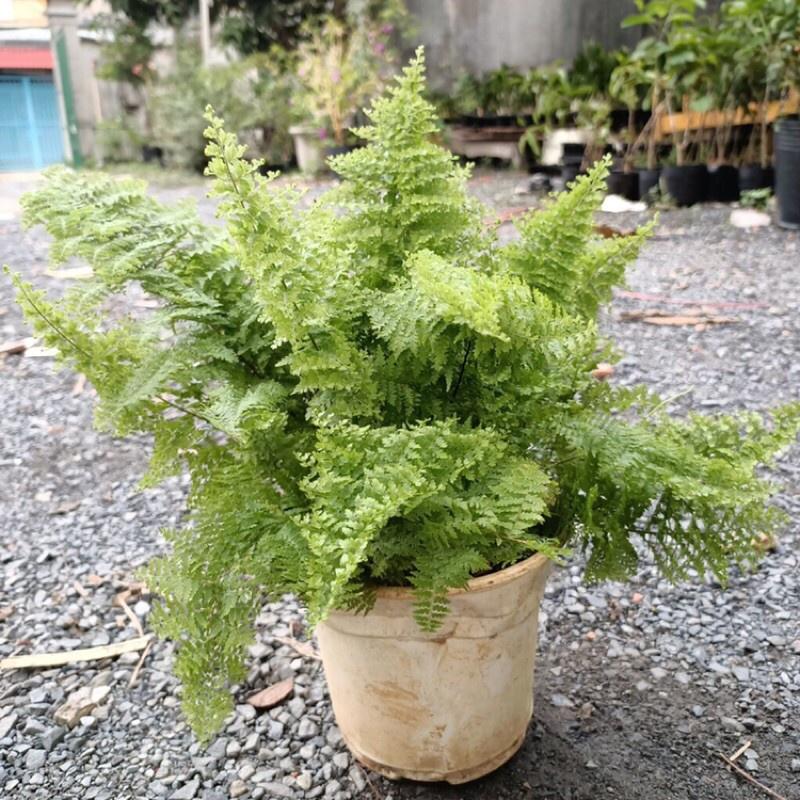 Dương xỉ lá nhuyễn, dương xỉ bông