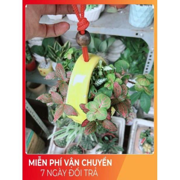 Chậu Cẩm Nhung