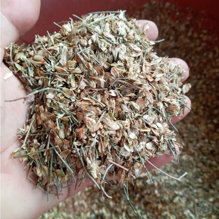 200 gram hạt giống cây phi lao