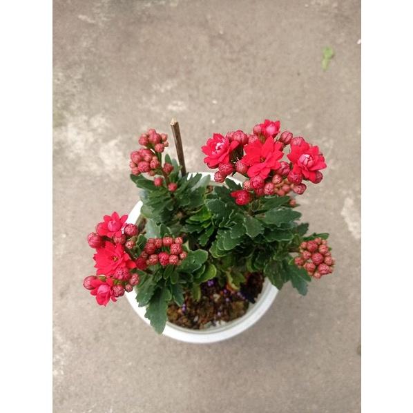 Chậu sống đời kép đỏ
