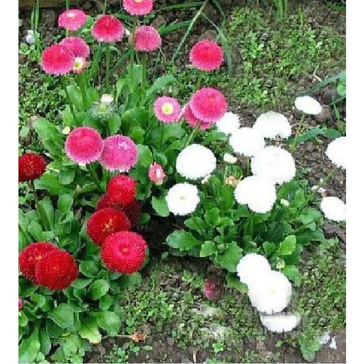 Hạt giống hoa cúc anh mix màu-gói 50 hạt