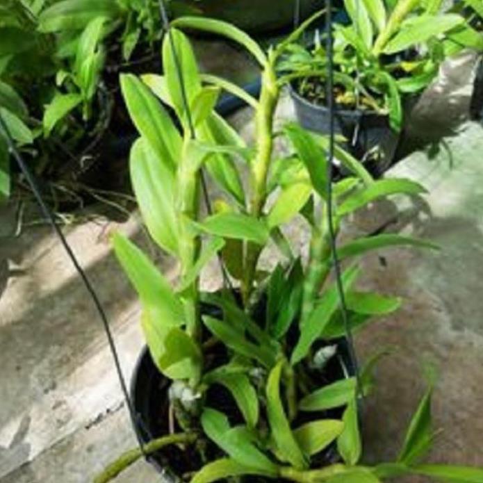 Hoa lan trầm thanh hoa cánh ám